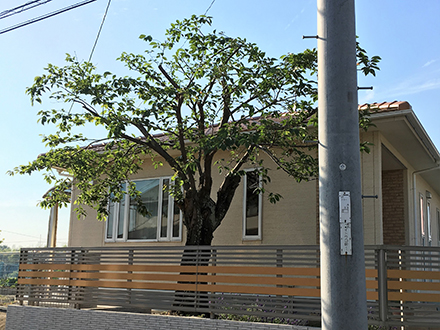 日差し・風通しの管理された庭木の写真