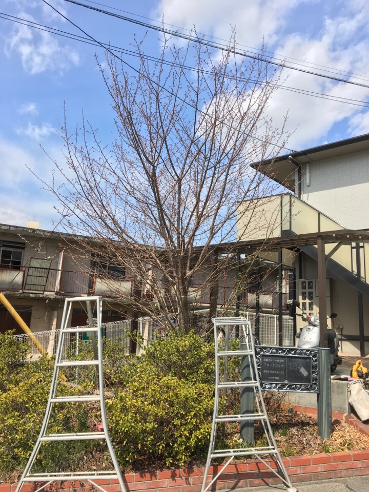 アパートの桜の木の伐採 T T 坪井造園の花時期日記 アパートの桜の木の伐採 T T 坪井造園の花時期日記