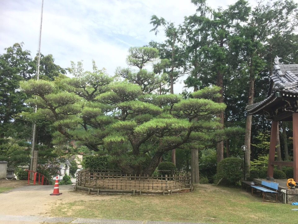 松の剪定5日目 坪井造園の花時期日記 松の剪定5日目 坪井造園の花時期日記