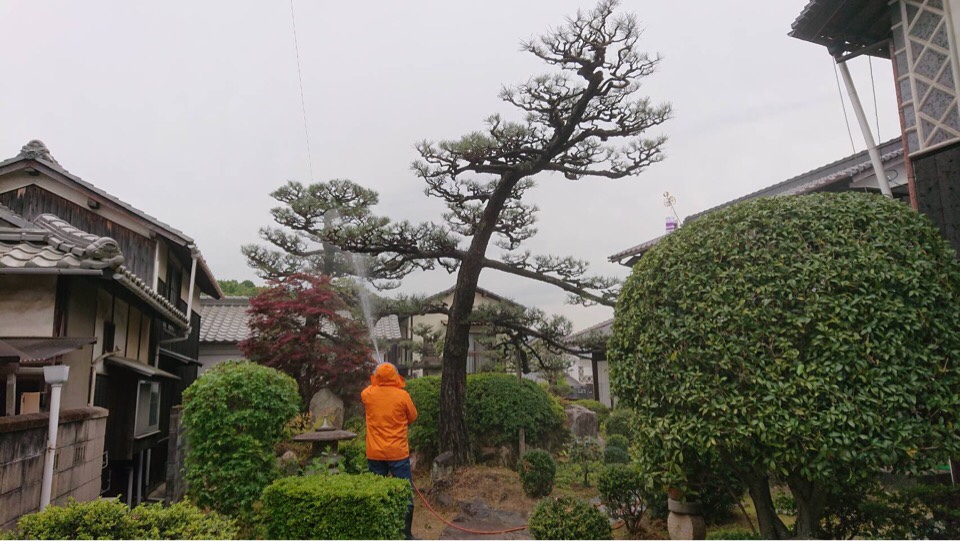 毛虫の発生時期になりました 坪井造園の花時期日記 毛虫の発生時期になりました 坪井造園の花時期日記